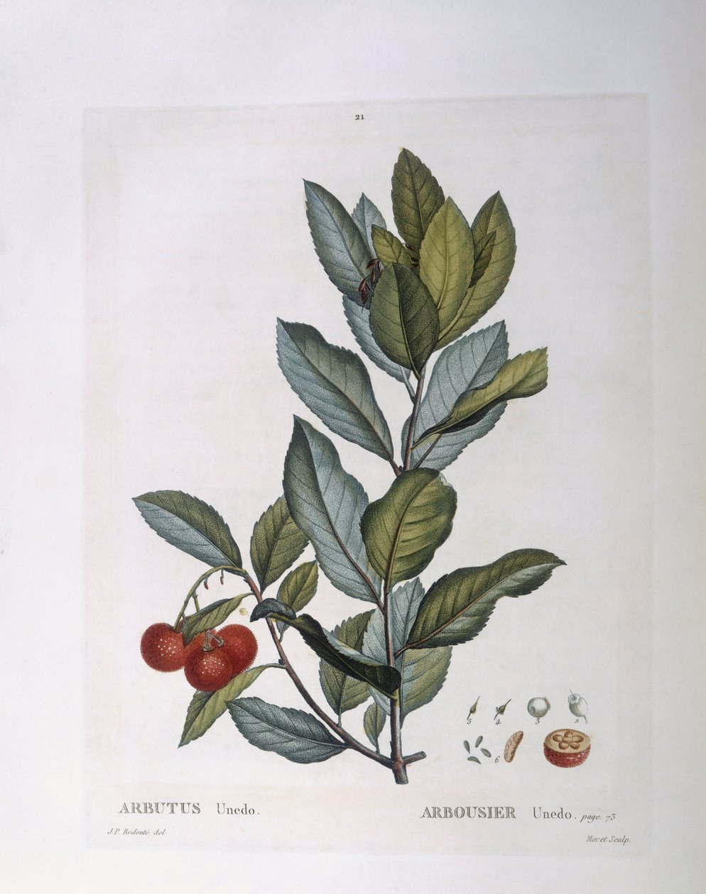 Jahodový strom (Arbutus unedo), Henry Louis Duhamel du Monceau, botanická deska od Pierre Joseph Redouté od Pierre Joseph Redouté