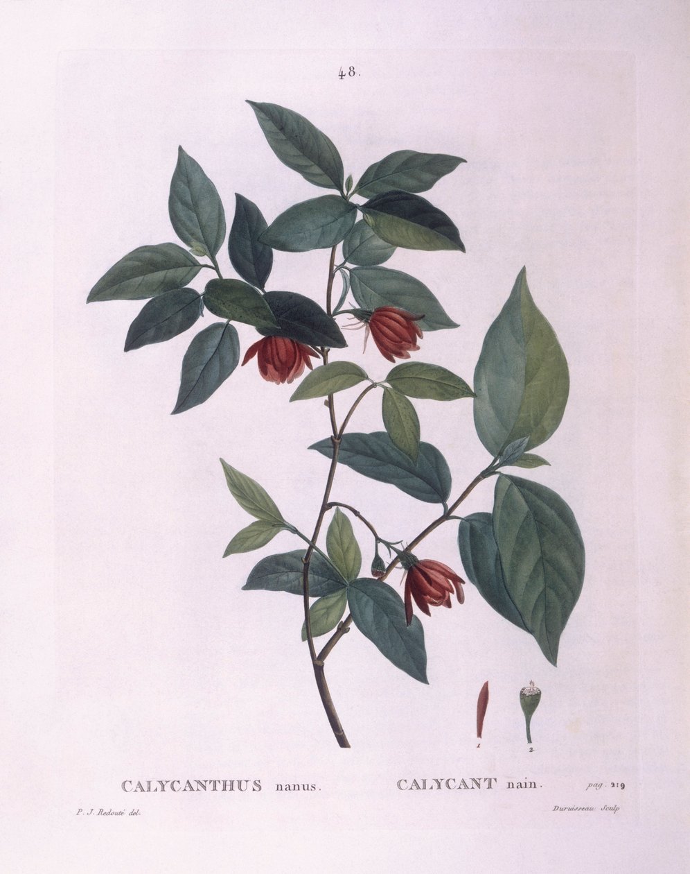 Sweetshrub (Calycanthus nanus), Henry Louis Duhamel du Monceau, botanická deska od Pierre Joseph Redouté od Pierre Joseph Redouté