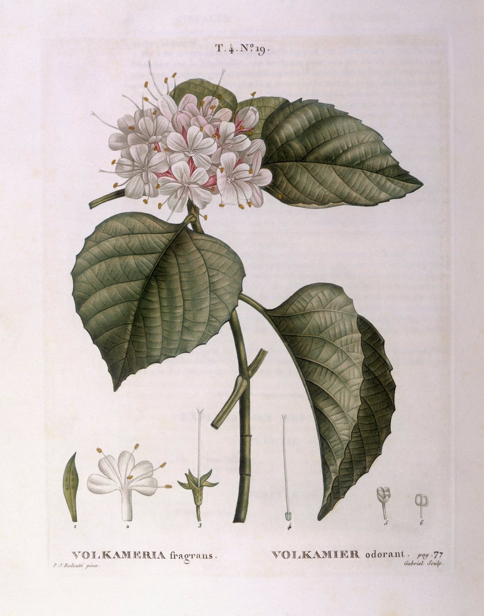 Volkameria fragrans Henry Louis Duhamel du Monceau, botanická deska od Pierre Joseph Redouté od Pierre Joseph Redouté