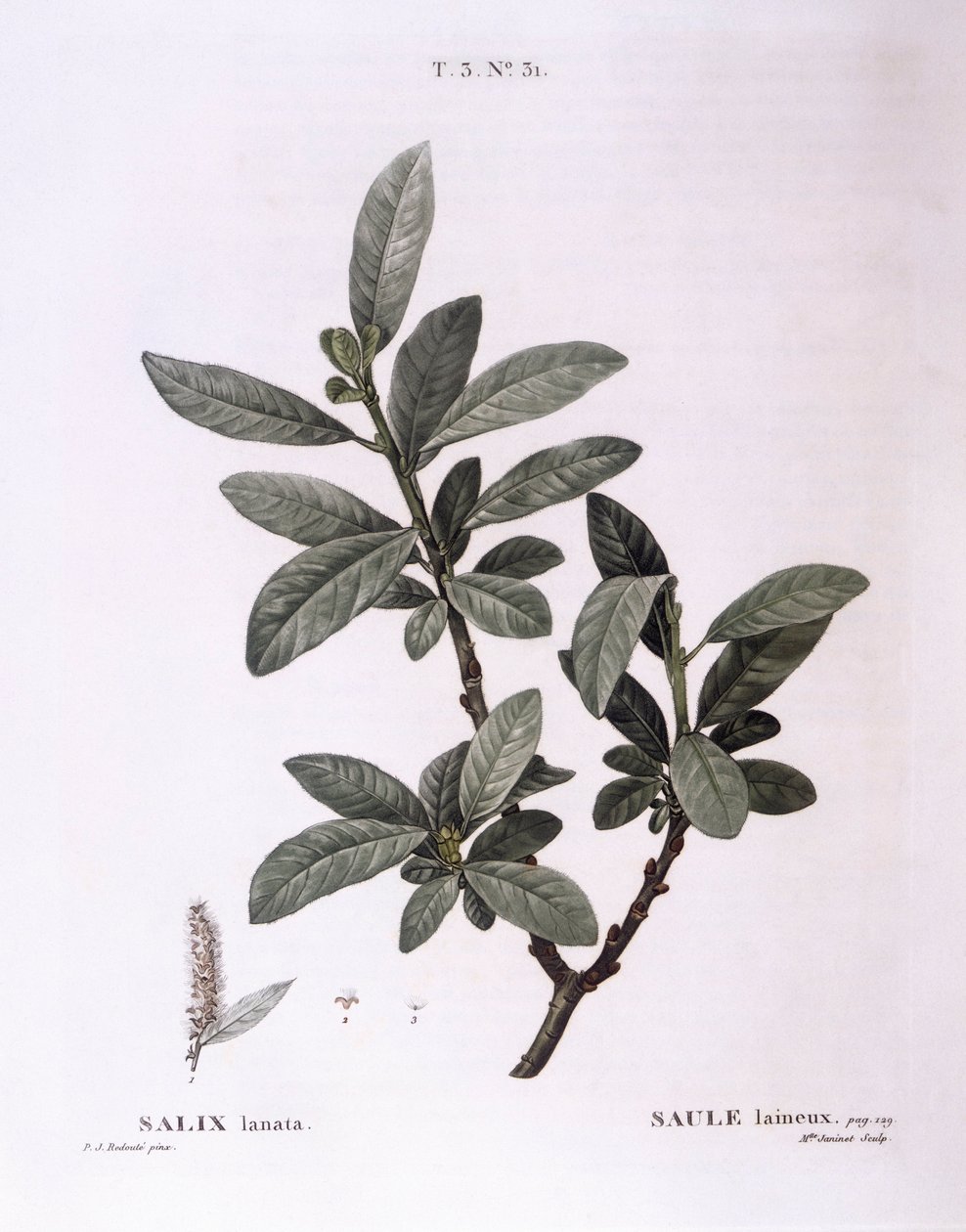 Willow (Salix lanata), Henry Louis Duhamel du Monceau, botanická deska od Pierre Joseph Redouté od Pierre Joseph Redouté