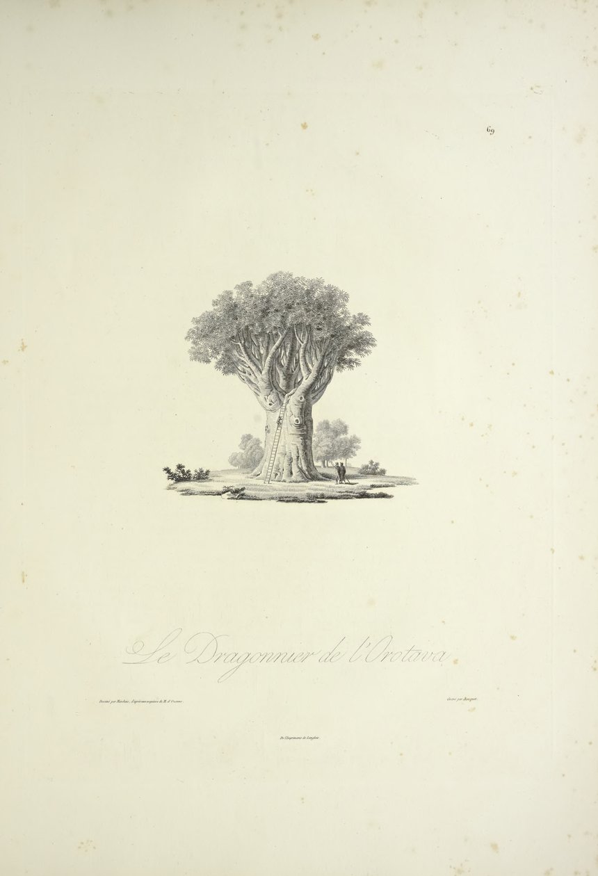Dračí strom Orotava, vyrytý Bouquetem, ilustrace z „Pohledy na Kordillery a památky domorodých národů Ameriky“ od Alexandra von Humboldta a Aime Bonpland od Pierre Antoine (after) Marchais
