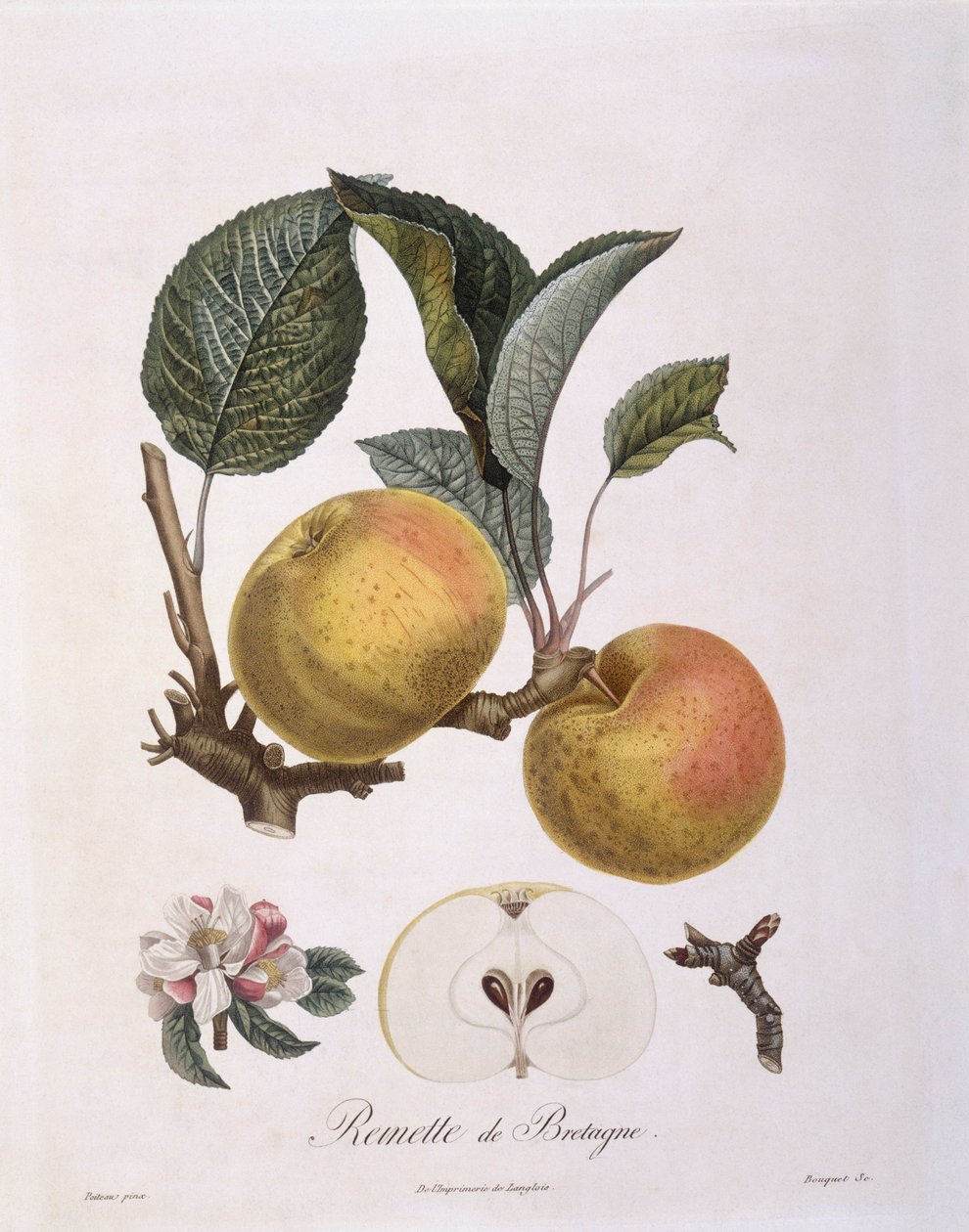 Jablko (Malus domestica), odrůda Bourgogne Henry Louis Duhamel du Monceau, botanická deska Pierre Antoine Poiteau od Pierre Antoine (after) Poiteau