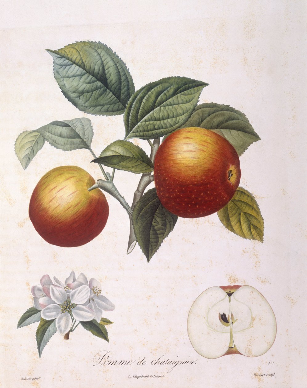 Jablko "Kaštanové jablko" Henry Louis Duhamel du Monceau, botanická deska Pierre Antoine Poiteau od Pierre Antoine (after) Poiteau
