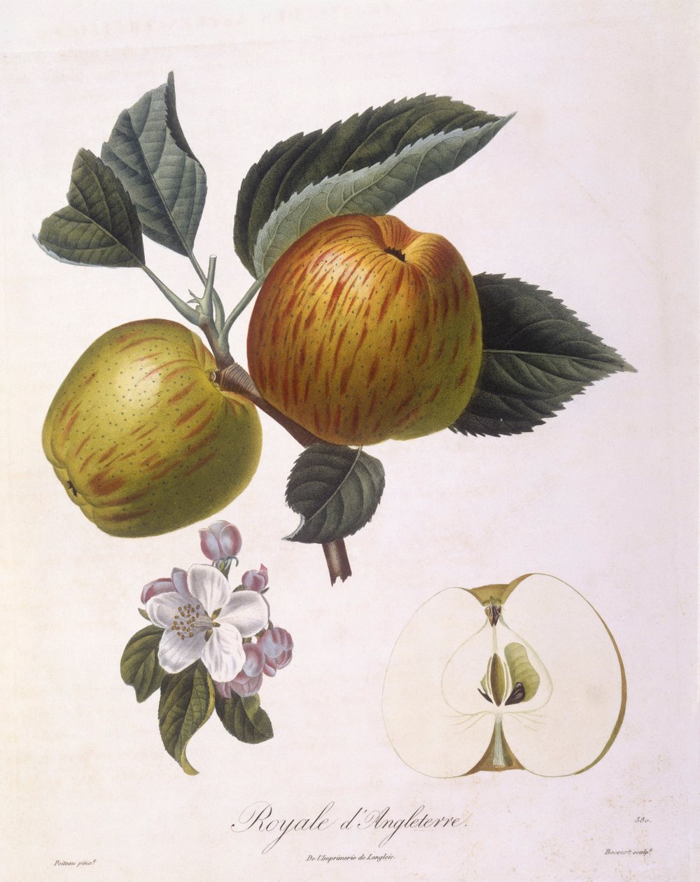 Apple "Royal of England", Henry Louis Duhamel du Monceau, botanická deska Pierre Antoine Poiteau od Pierre Antoine (after) Poiteau
