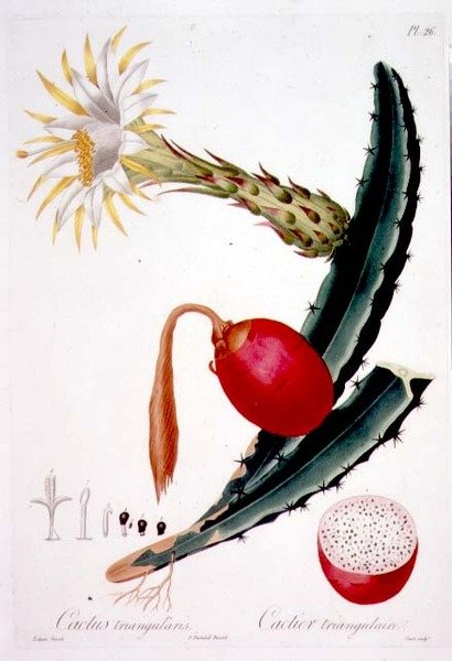Cactus Triangularis, deska 26 z 