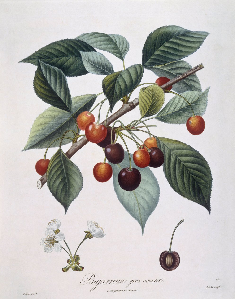 Třešeň (Prunus avium) "Bigarreau" Henry Louis Duhamel du Monceau, botanická deska Pierre Antoine Poiteau od Pierre Antoine (after) Poiteau