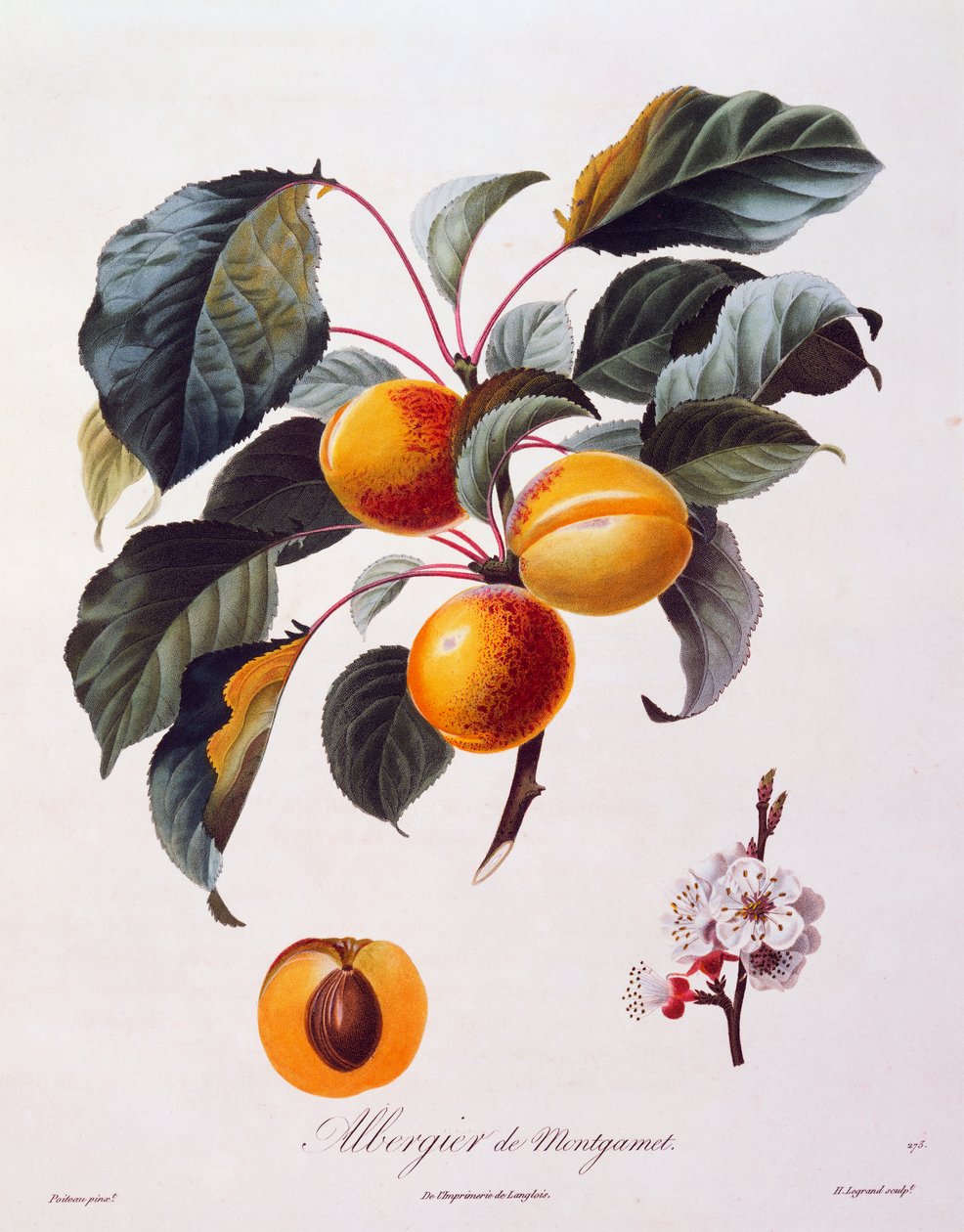 Plody a květy meruňky Albergier De Montgamet, asi 1846, kolorovaná rytina Pierre-Antoine Poiteau z Pomolgie Francais, Francie od Pierre Antoine (after) Poiteau