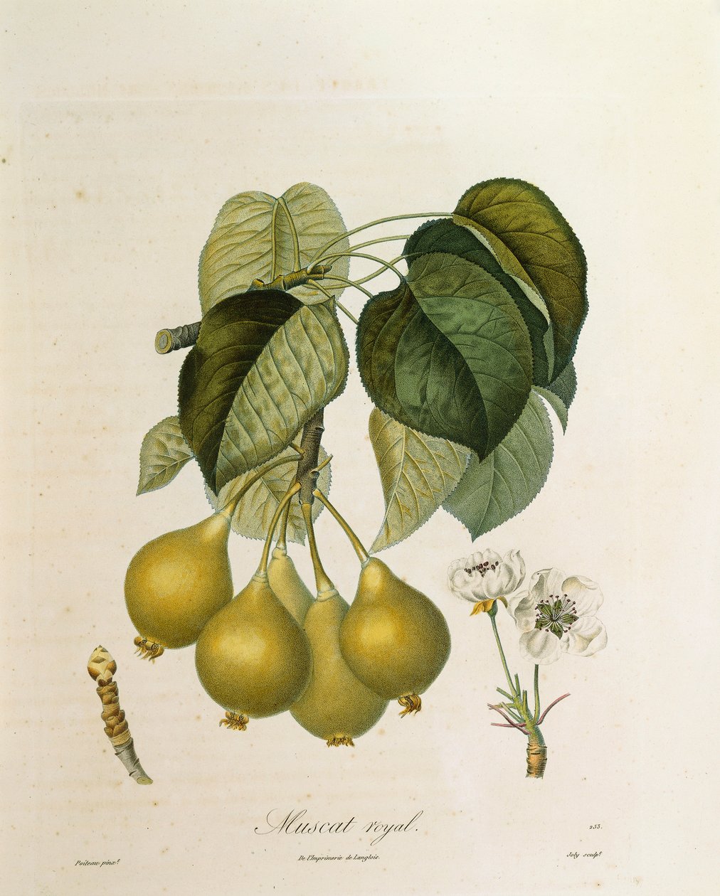 Muscat Royal Apricot od Antoine Poiteau od Pierre Antoine (after) Poiteau