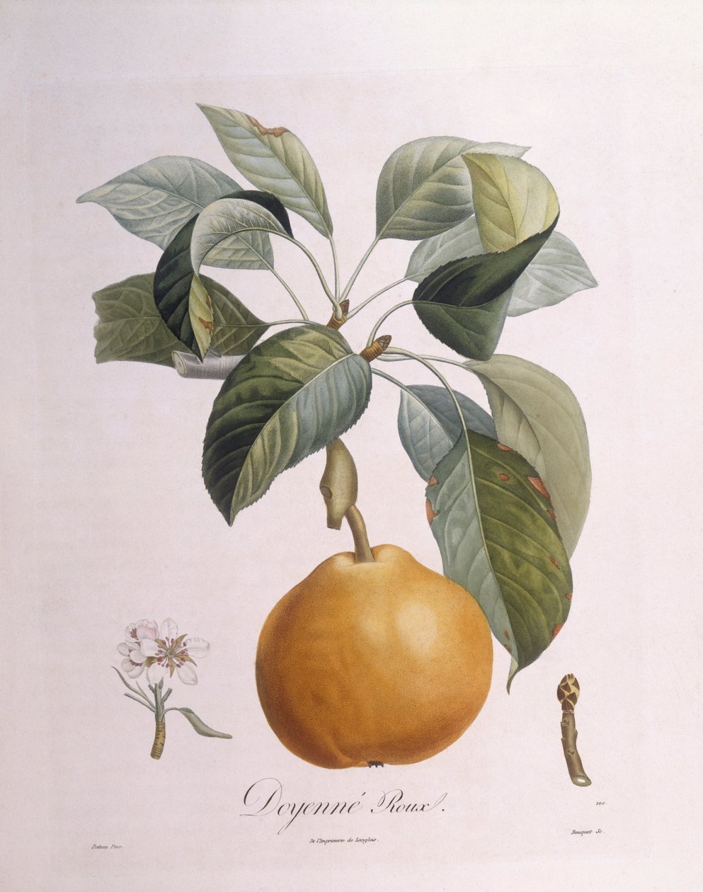 Hruška "Doyenné roux" Henry Louis Duhamel du Monceau, botanická deska Pierre Antoine Poiteau od Pierre Antoine (after) Poiteau