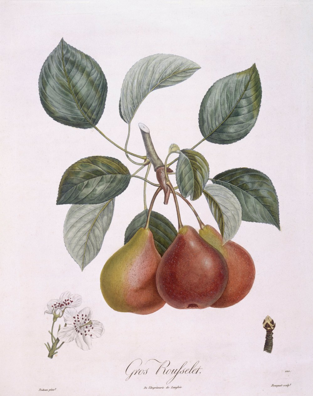 Hruška "Gros Rousselet" Henry Louis Duhamel du Monceau, botanická deska Pierre Antoine Poiteau od Pierre Antoine (after) Poiteau