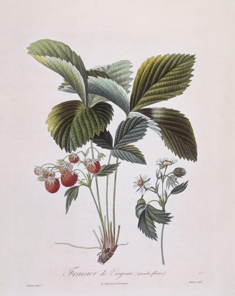 Virginia Strawberry (Fragaria virginiana), Henry Louis Duhamel du Monceau, botanická deska Pierre Antoine Poiteau od Pierre Antoine (after) Poiteau