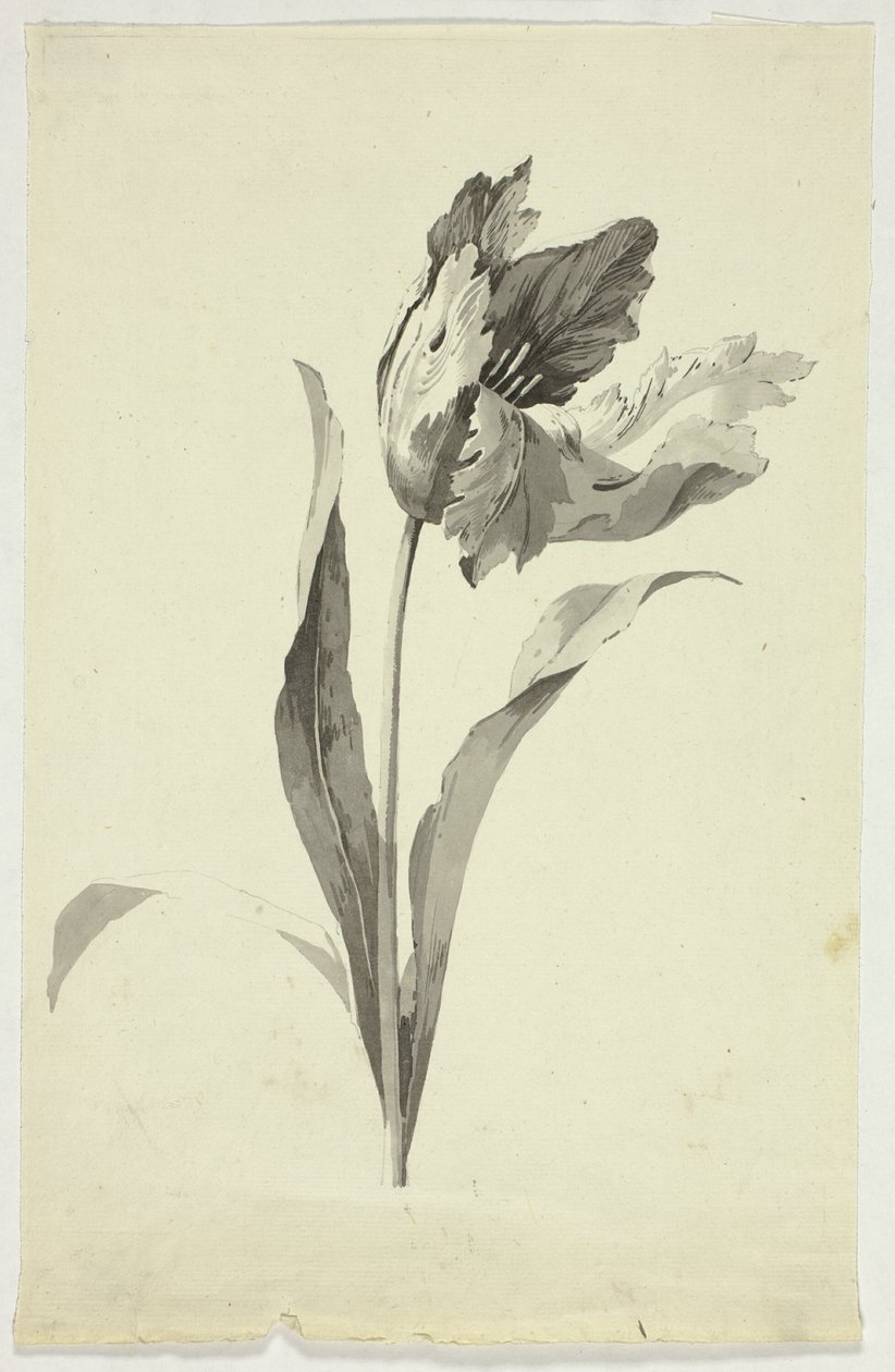 Tulipán od Pierre Antoine Mongin