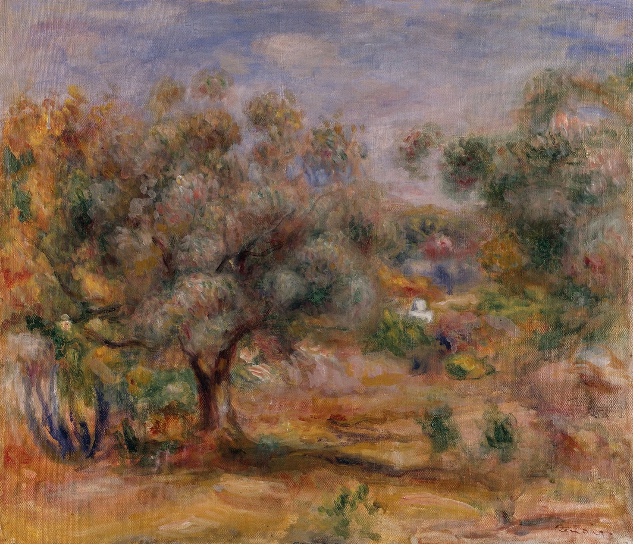 Olivovník v Les Collettes, asi 1910-15 (olej na plátně) od Pierre Auguste Renoir
