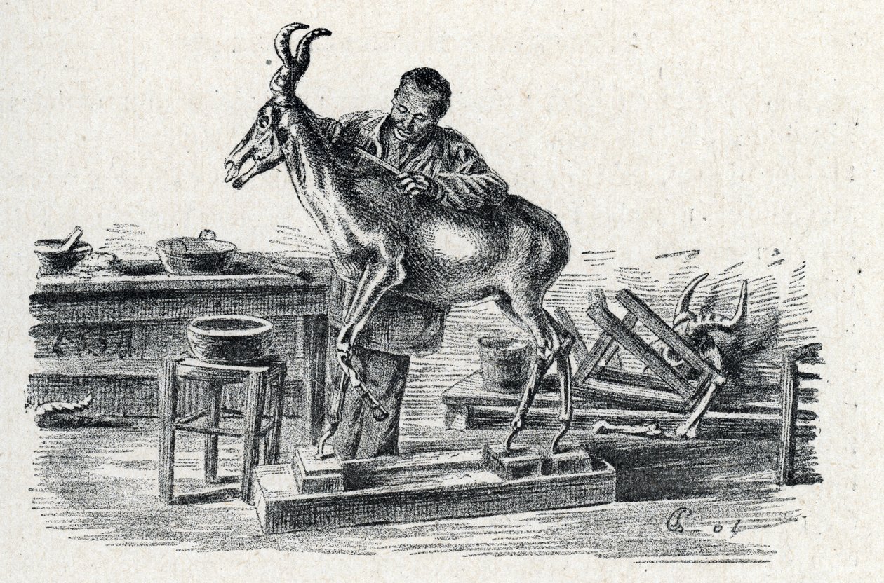 Preparování zvířat: Preparování zvířat vycpaných hartebeest ve své dílně Engraving from Excursion a travers les metiers“ od Pierre Calmette Collection privee od Pierre Calmettes