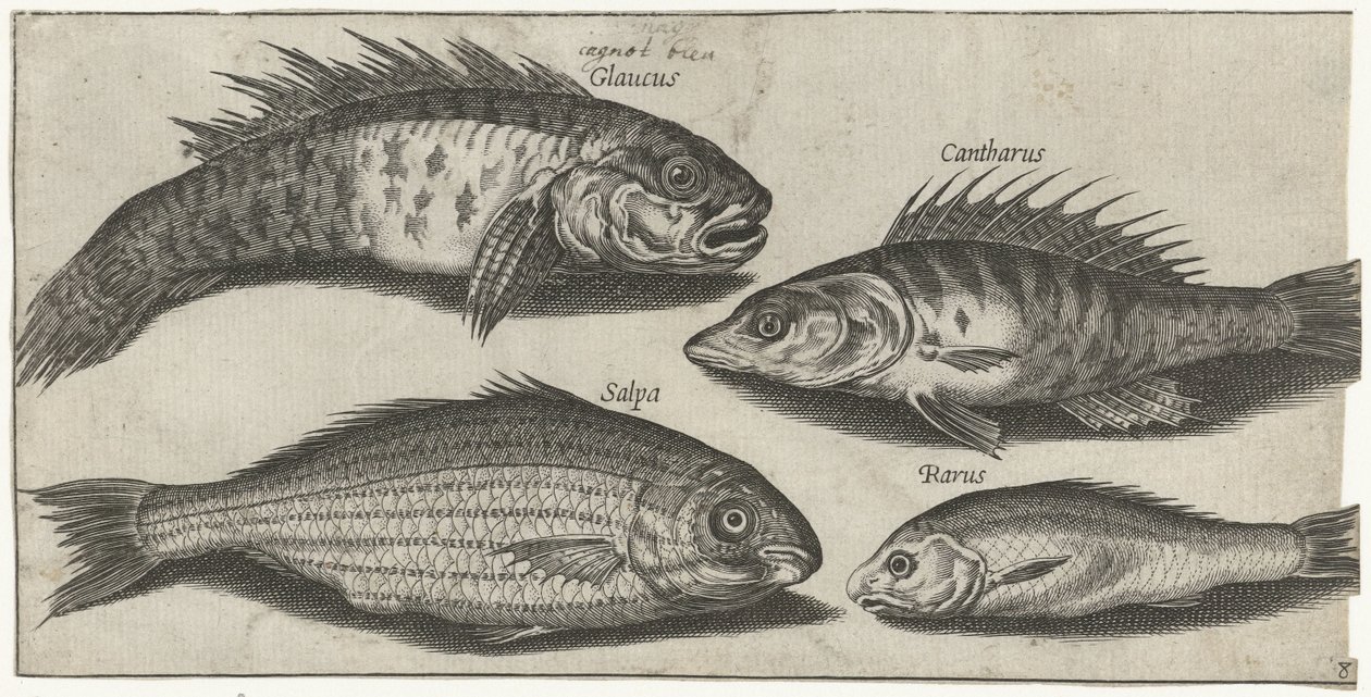 Bockfish, okoun, goby a neznámá ryba Rybaření (název seriálu) Ikony Piscivm vivae (název série) od Pierre Firens