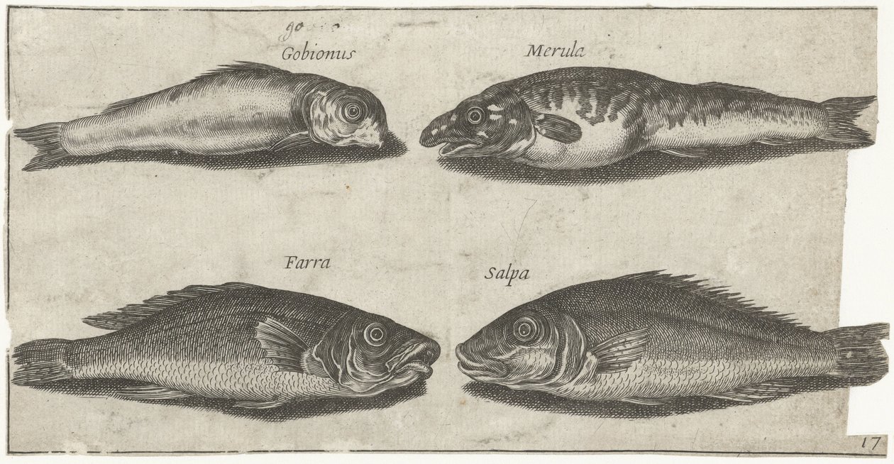 Goby, bogo, treska a další ryba Rybaření (název seriálu) Ikony Piscivm vivae (název série) od Pierre Firens