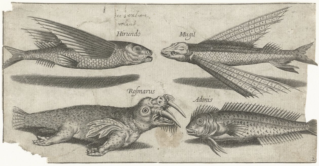 Létající chrochtání, hrudka, blenny a mrož Rybaření (název seriálu) Ikony Piscivm vivae (název série) od Pierre Firens