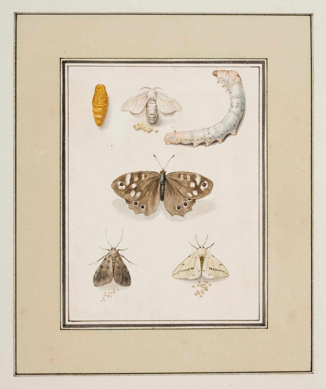 Motýli, můry a housenky, cca 1755-65 (akvarel na papíře) od Pierre Francois Ledoulx