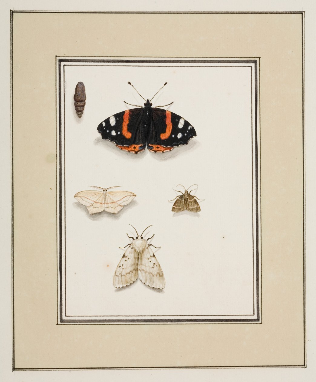 Motýli, cca 1755-65 (akvarel na papíře) od Pierre Francois Ledoulx