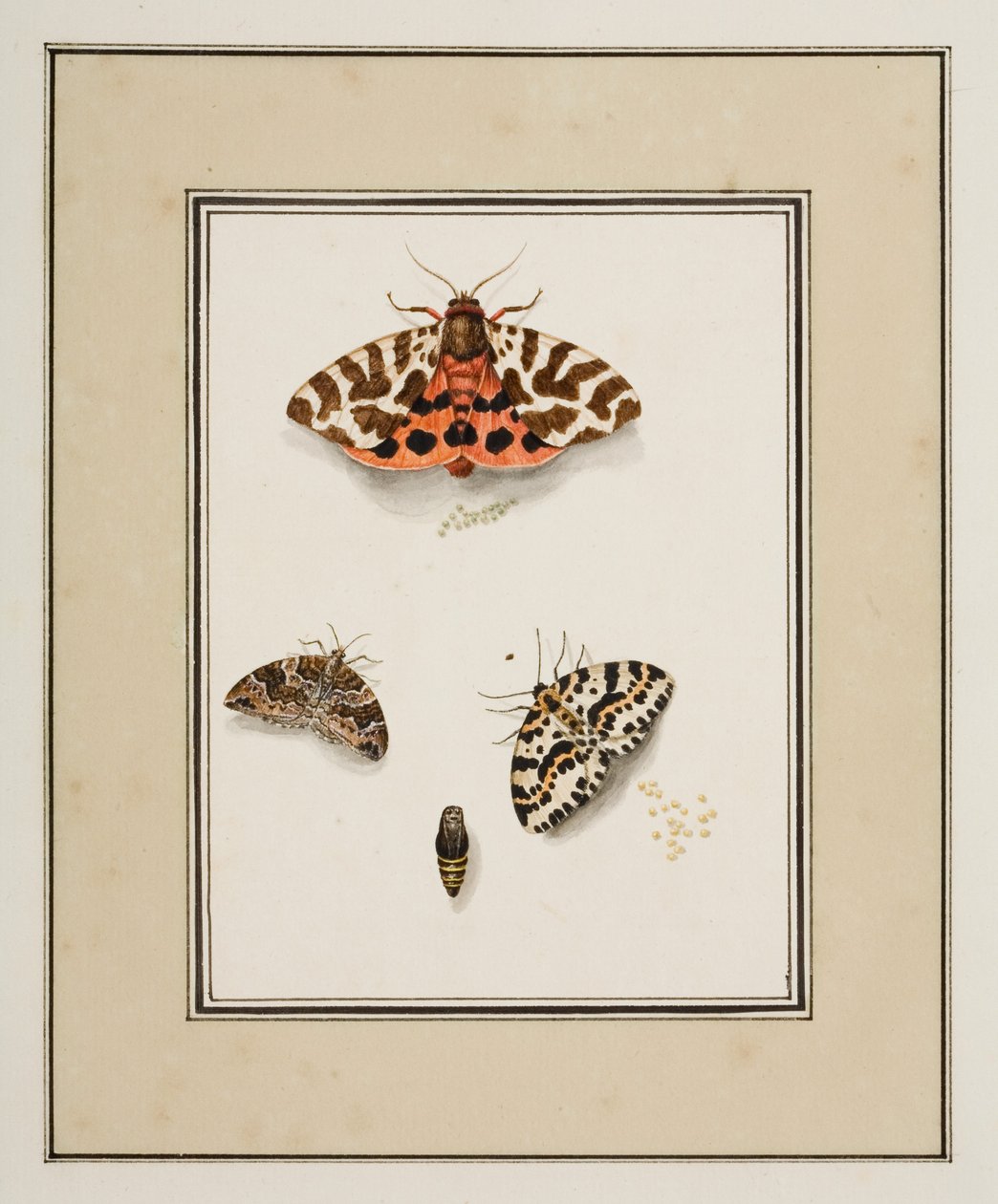 Motýli, cca 1755-65 (akvarel na papíře) od Pierre Francois Ledoulx