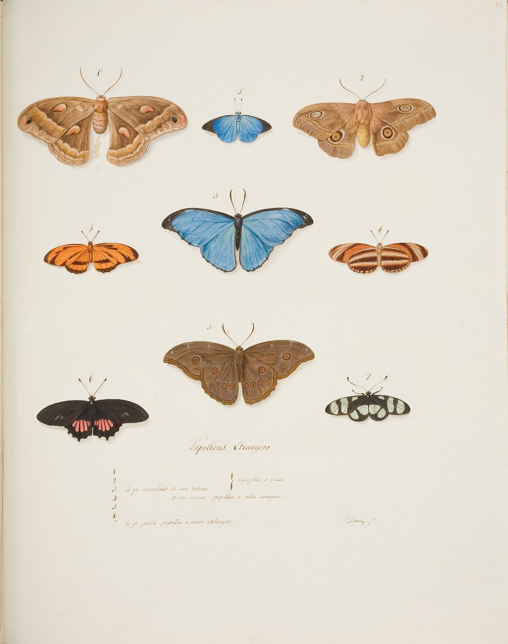 Foreign Butterflies, c.1755-65 (akvarel na papíře) od Pierre Francois Ledoulx