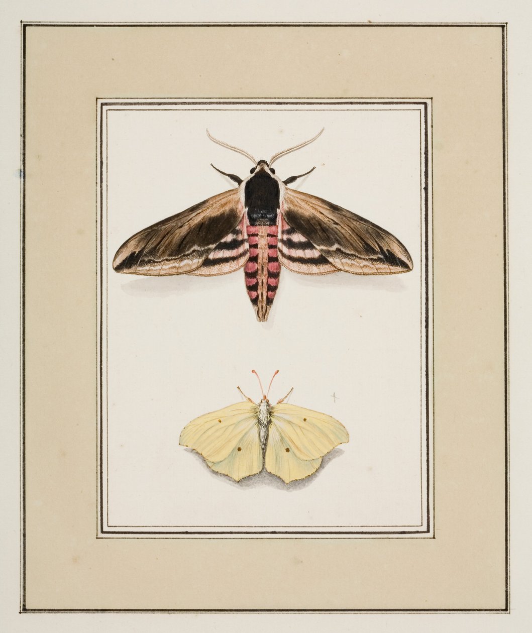 Privet Hawk Moth and Common Brimstone, cca 1755-65 (akvarel na papíře) od Pierre Francois Ledoulx