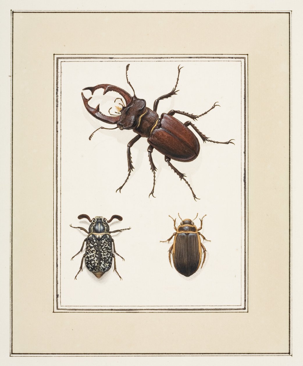 Stag, Chafer and Geelgerande Beetles, c.1755-65 (akvarel na papíře) od Pierre Francois Ledoulx