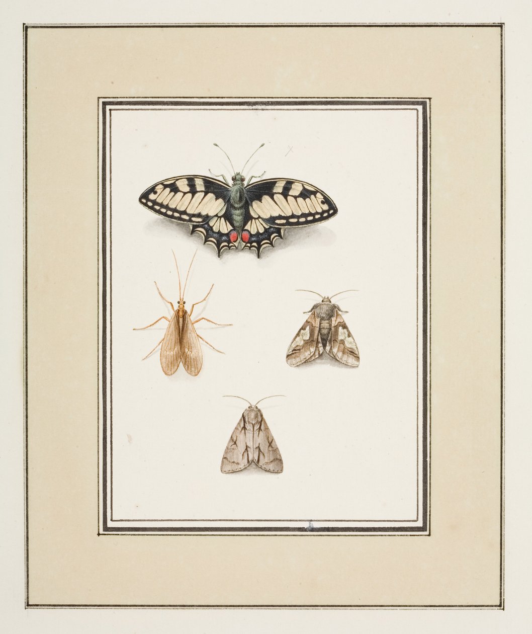 Vlaštovičník Butterfly, Mayfly and Two Moths, c.1755-65 (akvarel na papíře) od Pierre Francois Ledoulx