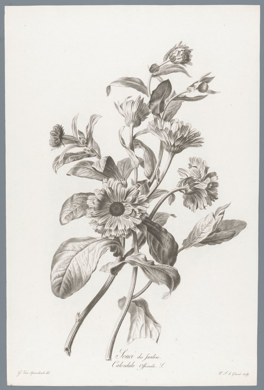 Goudsbloem Měsíček lékařský / Calendula Officinalis L. (název na objektu) Květiny čerpané z přírody (...) (název série) od Pierre François Legrand