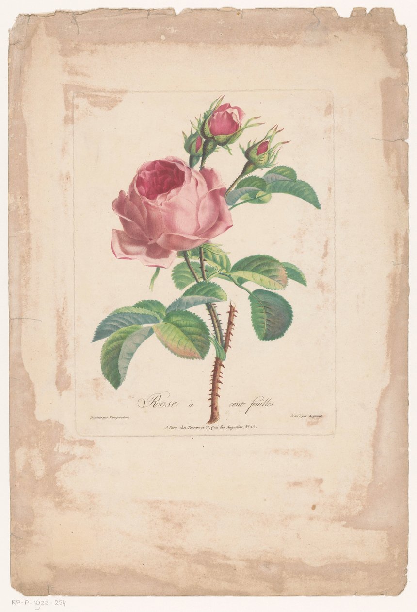 Honderdbladige pokoje Hundred Leaf Rose (název na objektu) od Pierre François Legrand