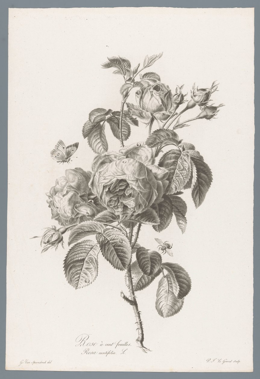 Honderdbladige pokoje Růže stolistá / Rosa centifolia L. (název na objektu) Květiny čerpané z přírody (...) (název série) od Pierre François Legrand