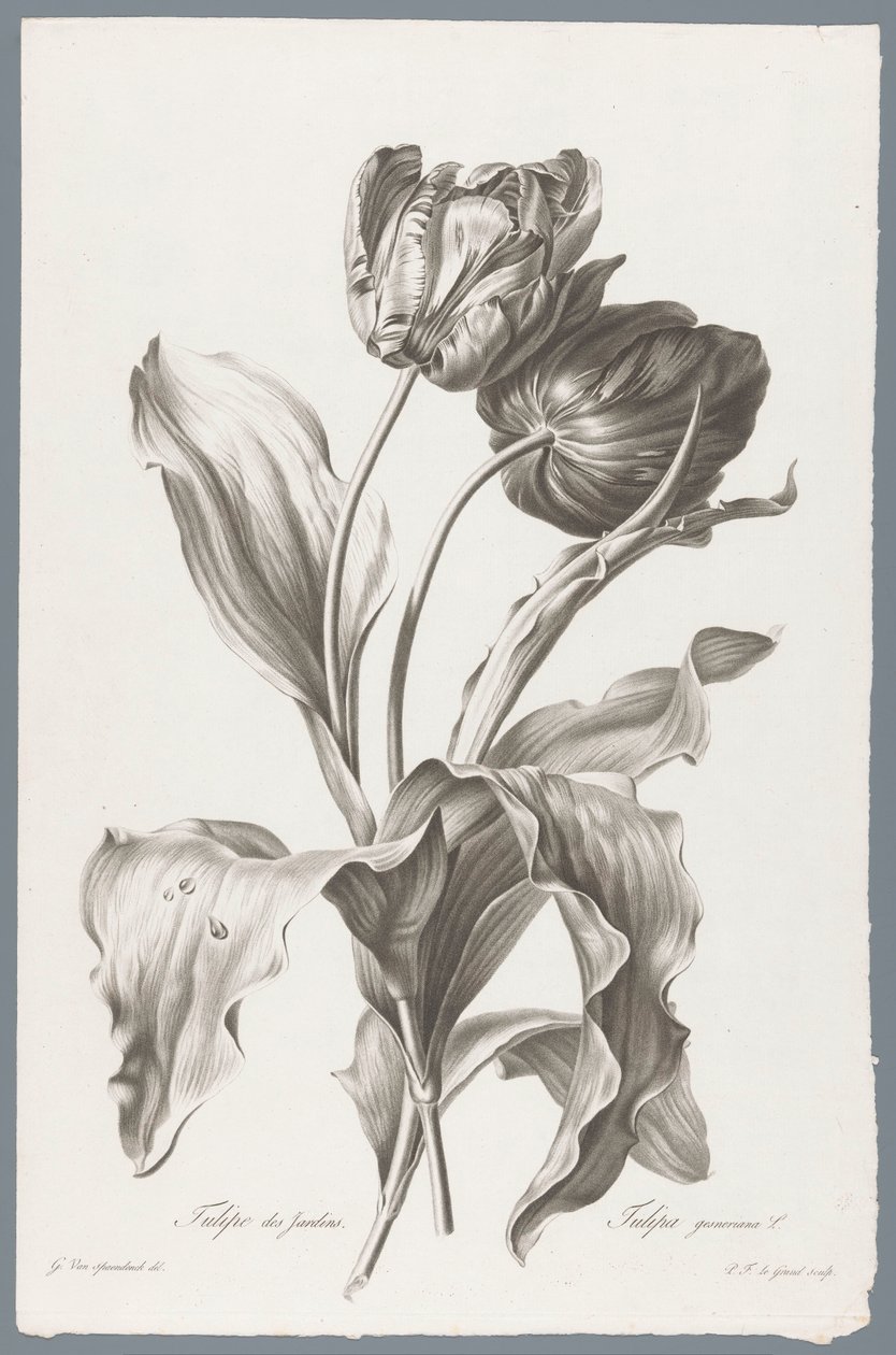 tulip Tulipán zahradní / Tulipa gesneriana L. (název na objektu) Květiny čerpané z přírody (...) (název série) od Pierre François Legrand