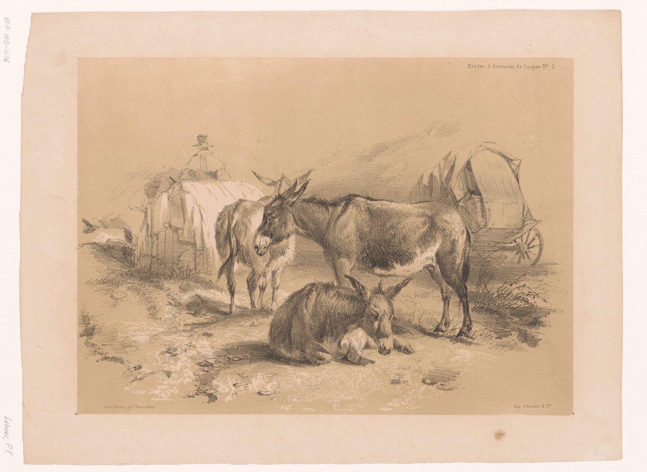Studie tří oslů Cooper