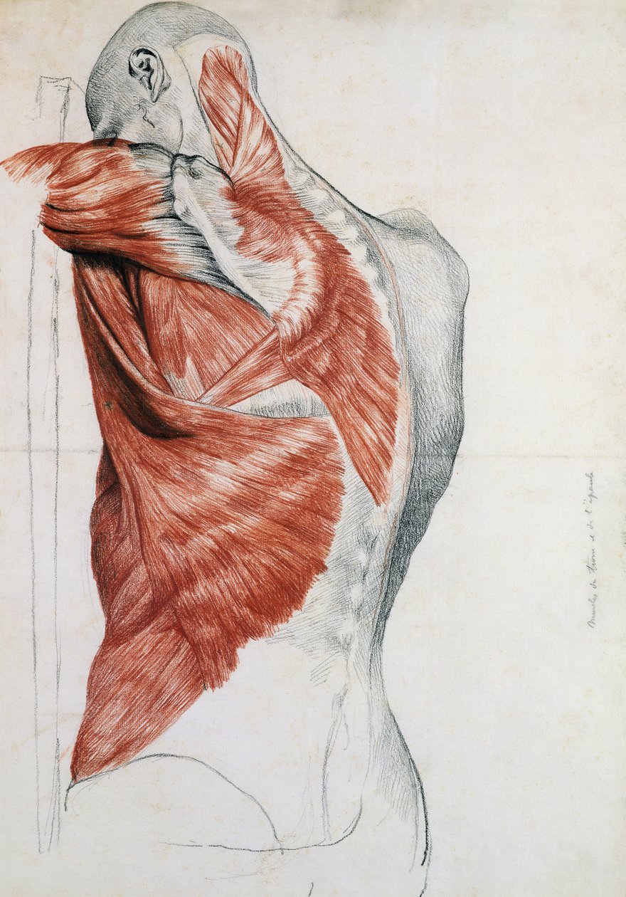Anatomie člověka; Svaly trupu a ramen (tužka a červená křída na papíře) od Pierre Jean David d