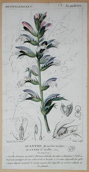 Acanthus Mollis, cca 1820 (barevná rytina) od Pierre Jean Francois (after) Turpin