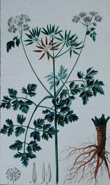 Botanická deska zobrazující kerblík, z „Flore du Dictionnaire des sciences medicales“ od Francoise Pierra Chaumetona (1775-1819), vydáno 1813-1820 (barevná rytina) od Pierre Jean Francois (after) Turpin