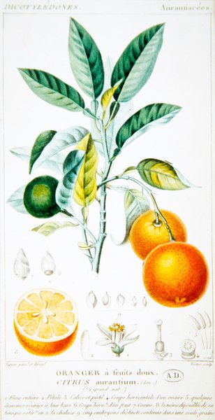 Citrus Aurantium nebo Sevillský pomeranč, kolem 1820 (barevné rytí) od Pierre Jean Francois (after) Turpin