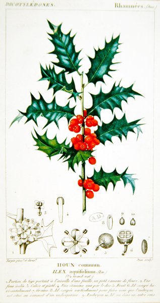 Cesmína (Ilex aquifolium) botanická deska, kolem 1820 (barevné lito) od Pierre Jean Francois (after) Turpin