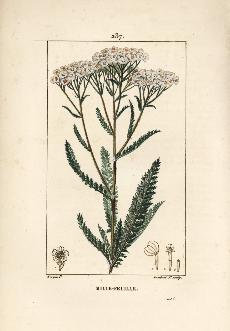 Řebříček achilleský - Řebříček obecný, Achillea millefolium. Ručně kolorovaná tečkovaná mědirytina od Lamberta Juniora z kresby Pierra Jean-Francoise Turpina z Chaumeton, Poiret a Chamberet