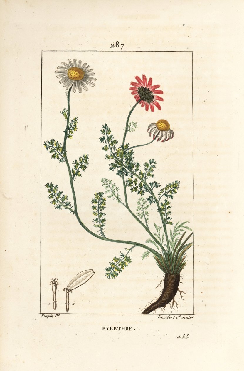 Africký pyrethrum - Pellitory Španělska, Anthemis pyrethrum (Anacyclus pyrethrum) s květy, listy, stonky a kořeny. Ručně kolorovaná tečkovaná mědirytina od Lamberta Juniora z kresby Pierra Jean-Francoise Turpina z Chaumeton, Poiret a Cham od Pierre Jean Francois Turpin