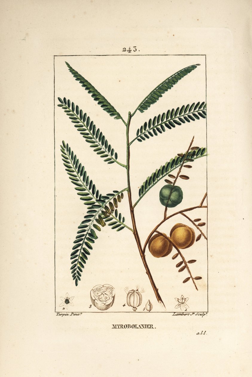 Amla (amala, amalaki), nepálský nebo indický rybíz, myrobolan emblique - nepálský nebo indický angrešt, Phyllanthus emblica, list, ovoce a semena. Ručně kolorovaná tečkovaná mědirytina od Lamberta Juniora z kresby Pierra Jean-Francoise Turpina fro od Pierre Jean Francois Turpin