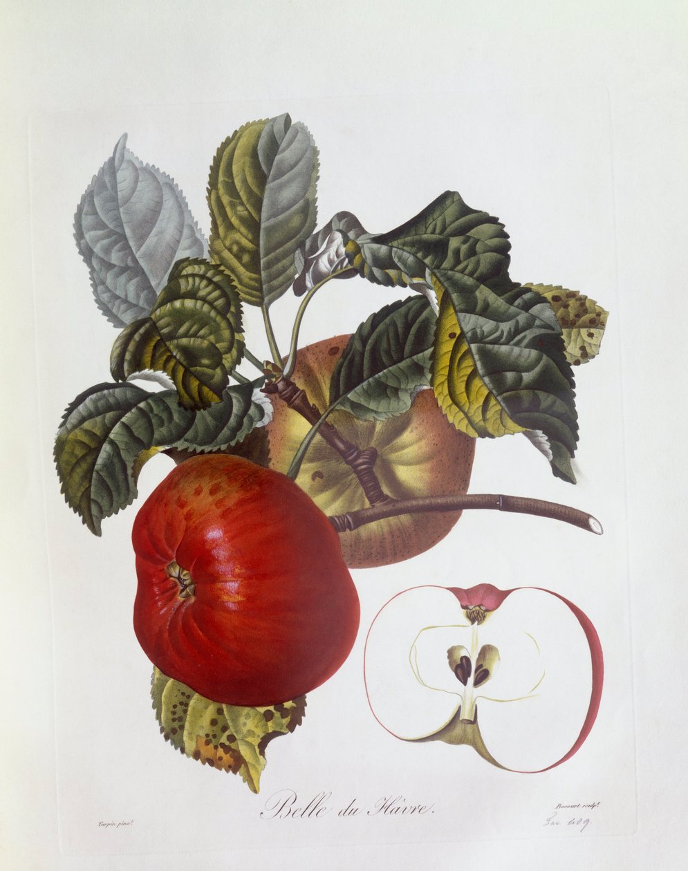 Jablko "Belle du Havre", Henry Louis Duhamel du Monceau, botanická deska Pierre Jean Francois Turpin od Pierre Jean Francois Turpin