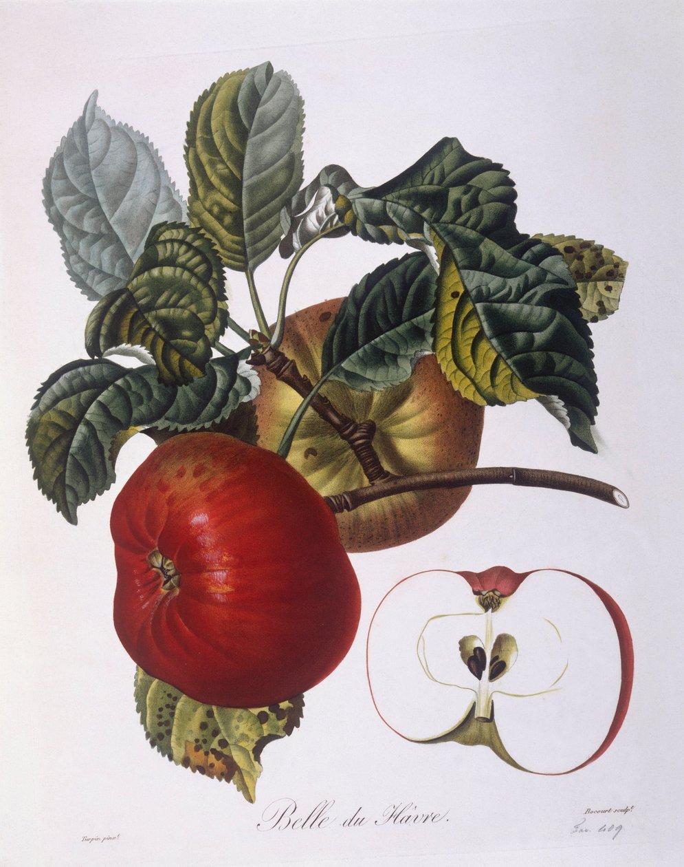 Jablko "Belle du Havre" Henry Louis Duhamel du Monceau, botanická deska Pierre Jean Francois Turpin od Pierre Jean Francois Turpin