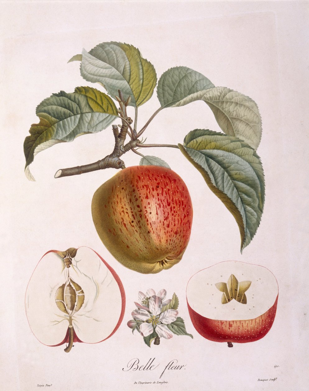 Jablko "Belle fleur" Henry Louis Duhamel du Monceau, botanická deska od Pierre Jean Francois Turpin od Pierre Jean Francois Turpin