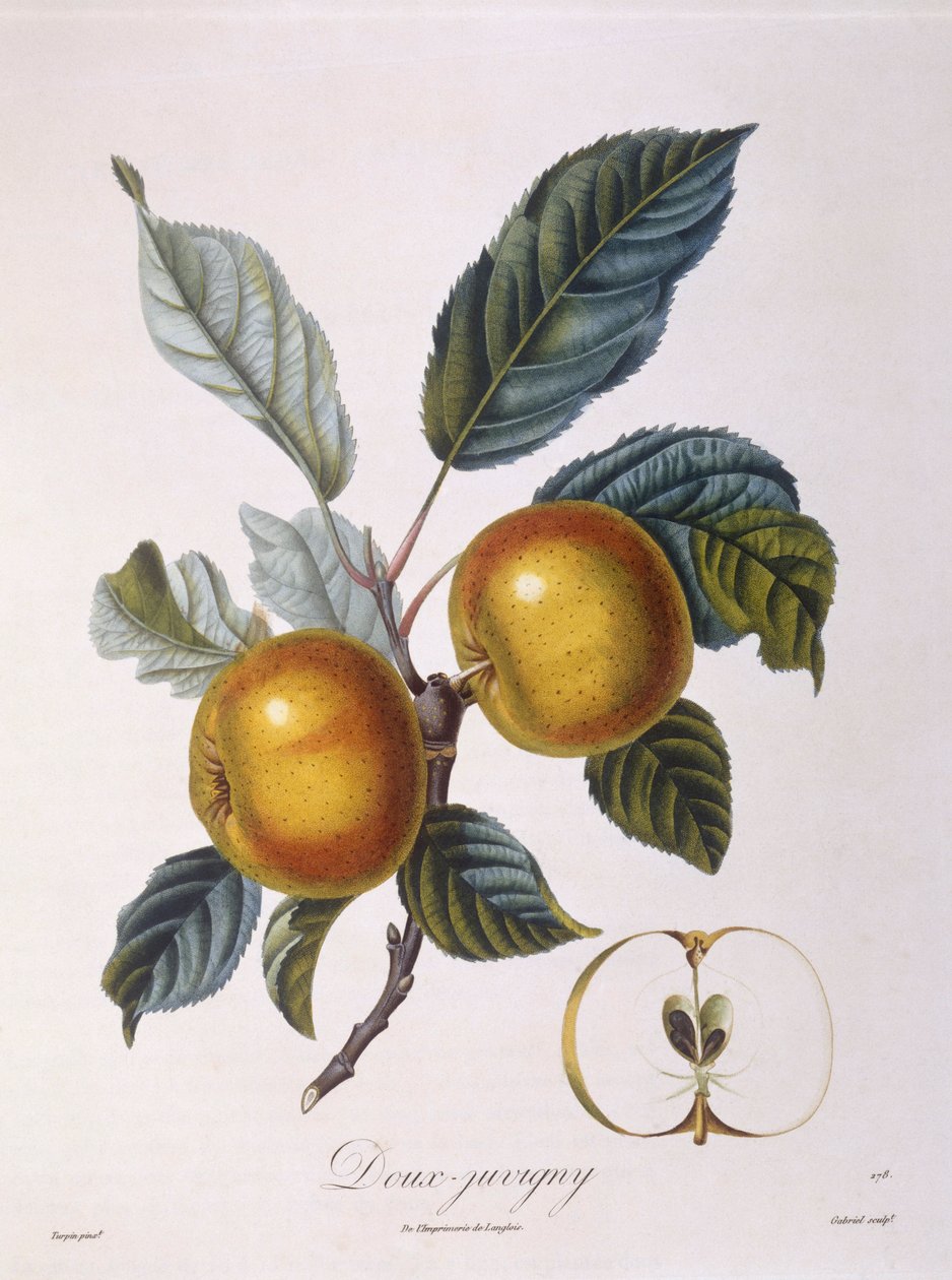 Jablko "Doux-Juvigny" Henry Louis Duhamel du Monceau, botanická deska od Pierre Jean Francois Turpin od Pierre Jean Francois Turpin