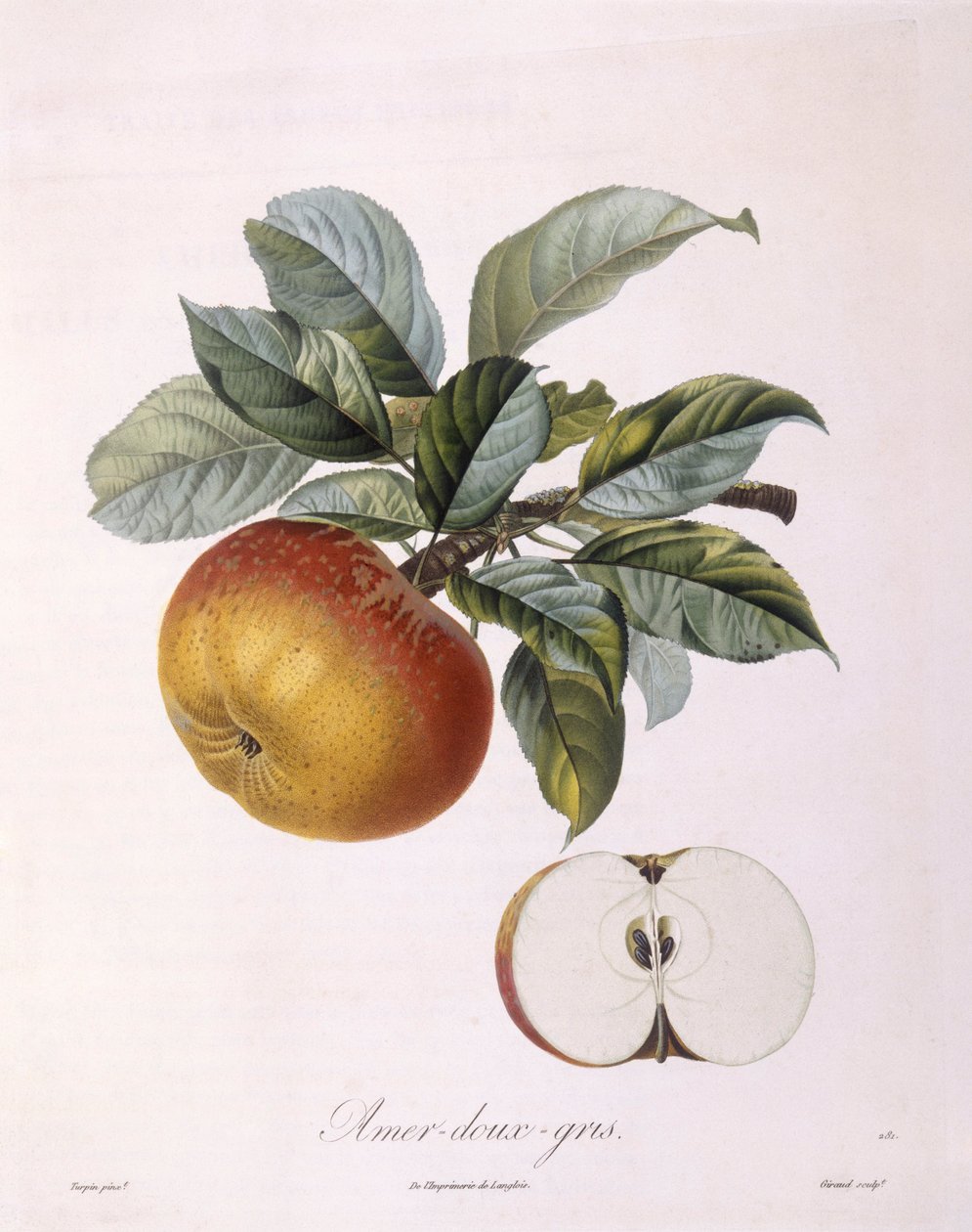 Jablko "Doux Amer Gris" Henry Louis Duhamel du Monceau, botanická deska od Pierre Jean Francois Turpin od Pierre Jean Francois Turpin