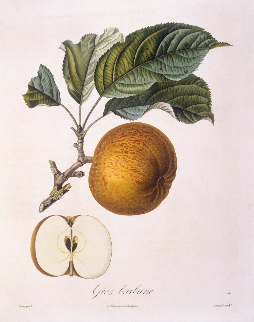 Jablko "Gros barbarie" Henry Louis Duhamel du Monceau, botanická deska od Pierre Jean Francois Turpin od Pierre Jean Francois Turpin