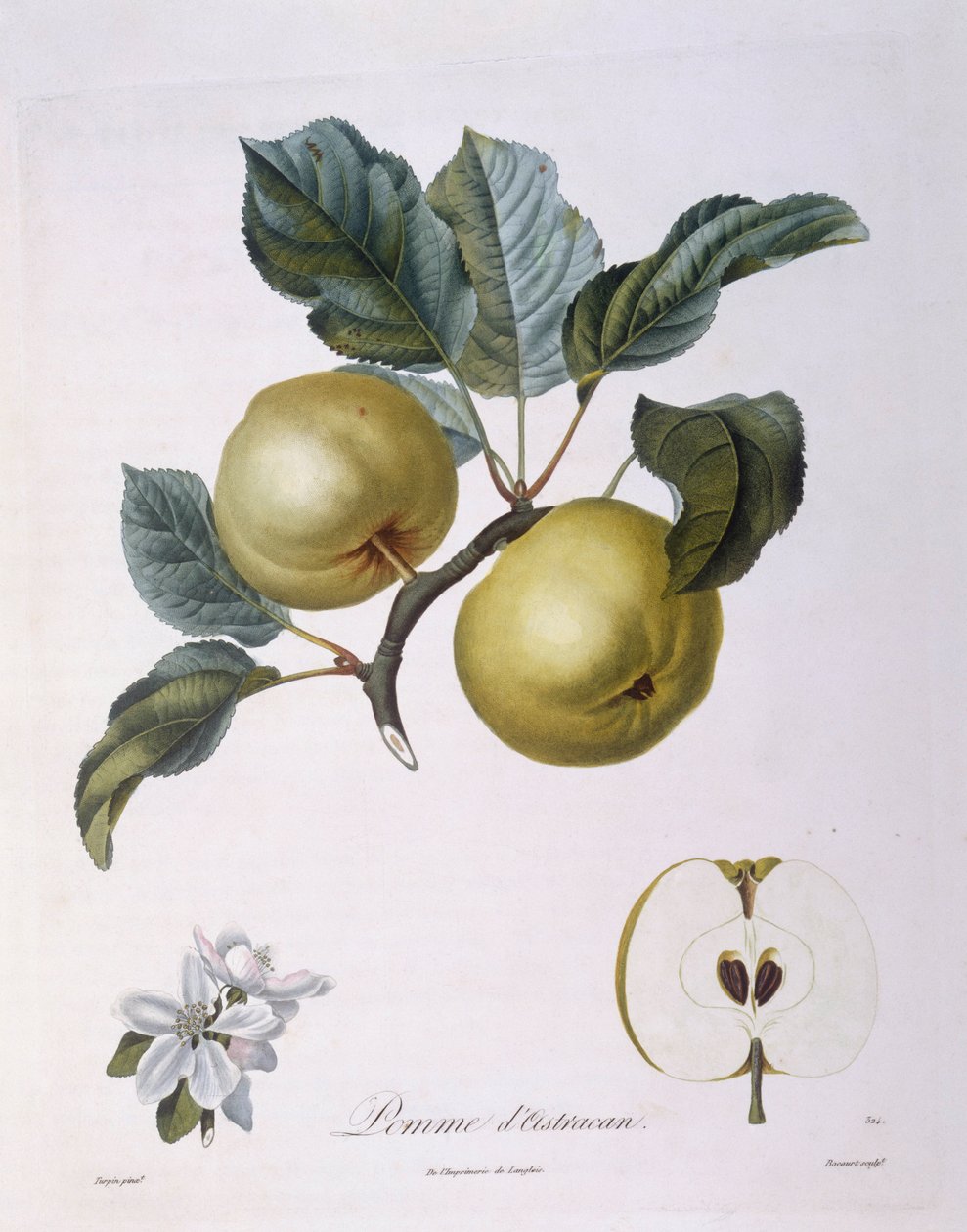 Jablko "Pomme d
