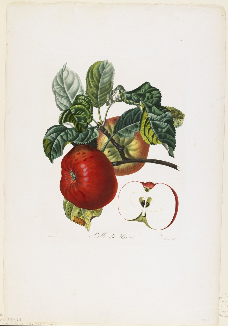 Belle de Havre (jablko), z knihy Traite des Arbres Fruitiers, 1807-35 (ručně kolorovaná stiplová rytina) od Pierre Jean Francois Turpin
