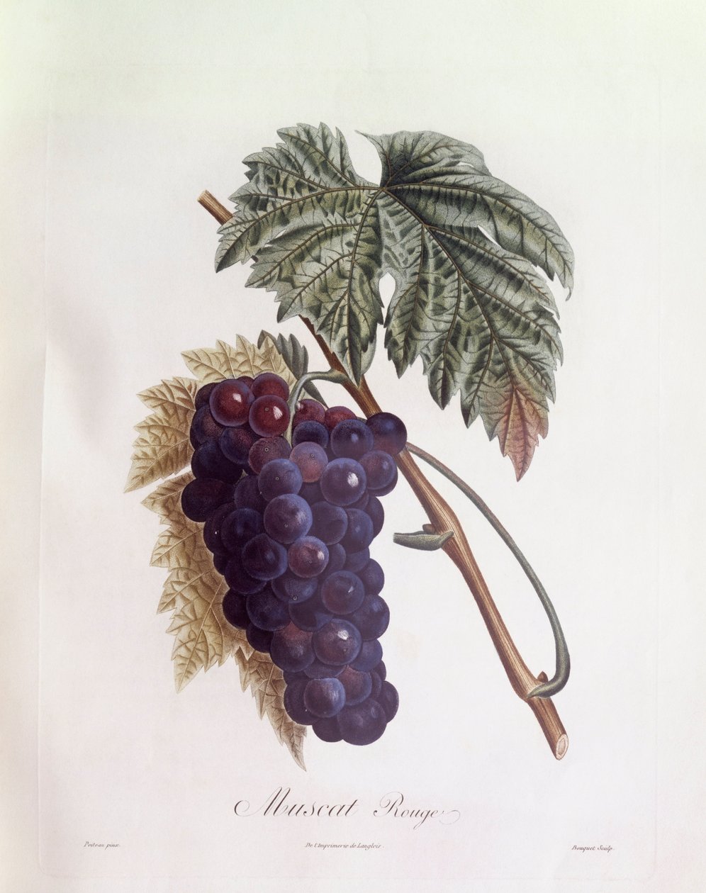 Hrozny černého muškátu Henry Louis Duhamel du Monceau, botanická deska Pierre Jean Francois Turpin od Pierre Jean Francois Turpin